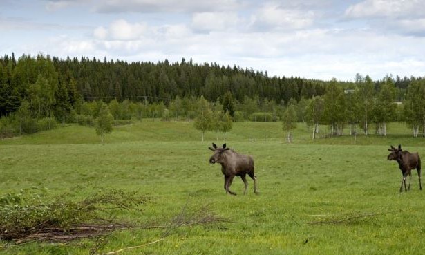 Плоскогорье Норланд