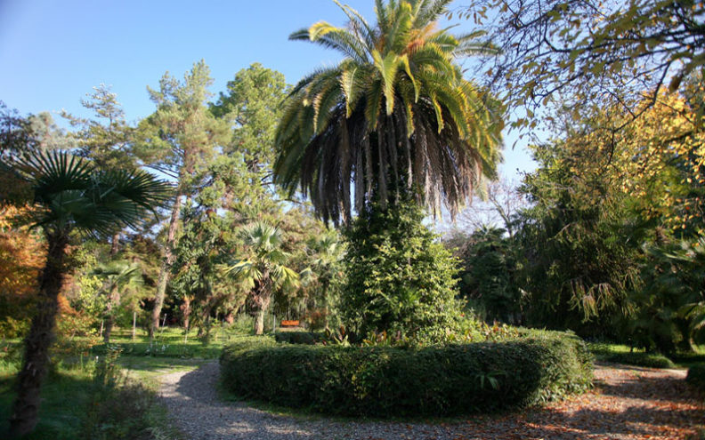 сухумский ботанический сад - фото 1