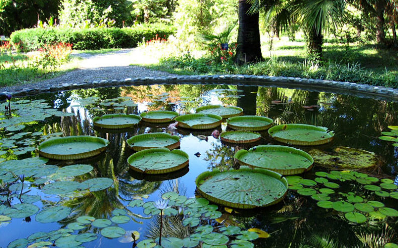 сухумский ботанический сад - фото 2